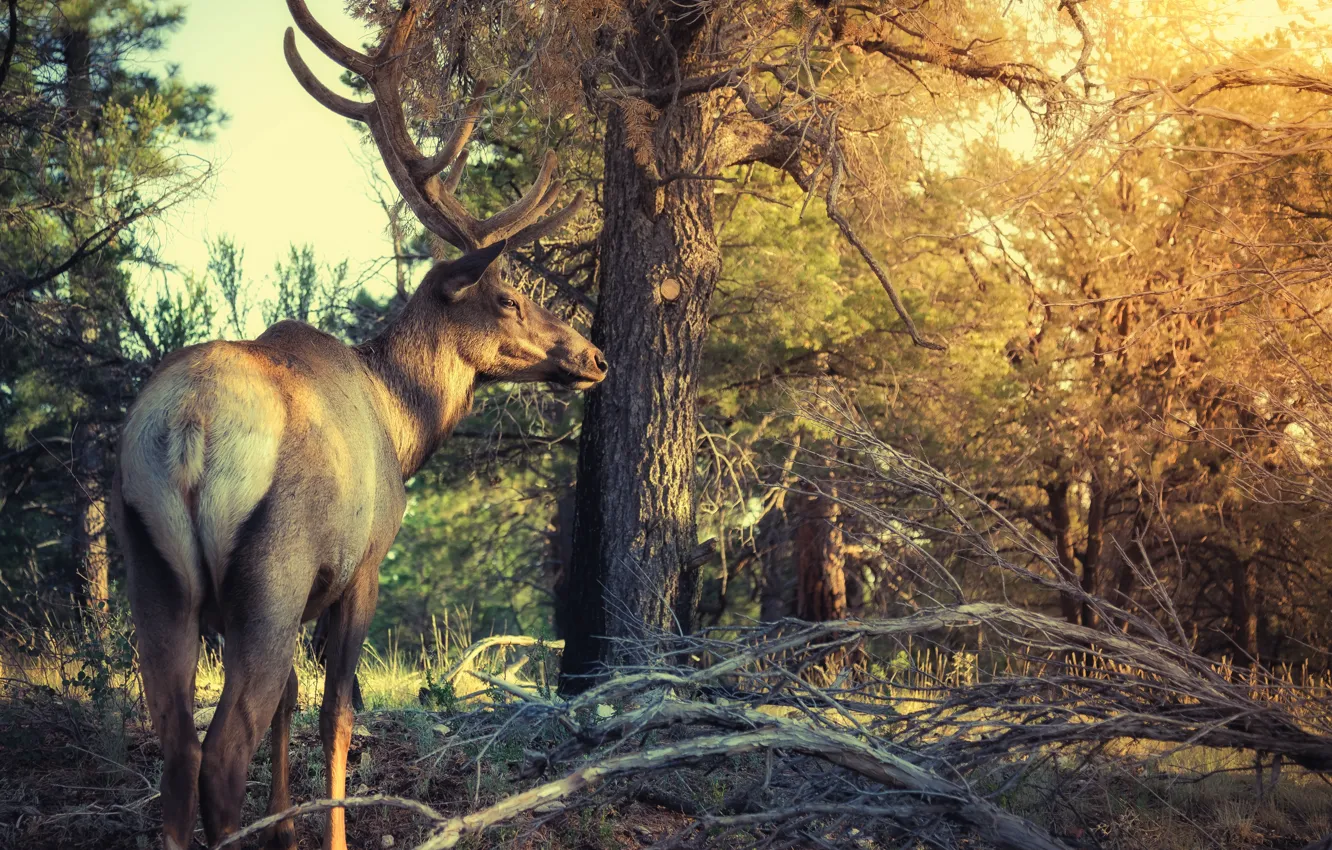 Photo wallpaper forest, light, trees, branches, nature, deer