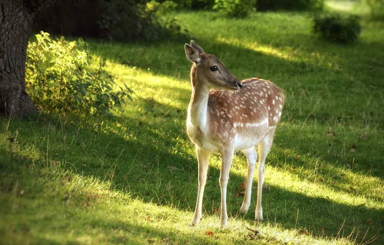 Photo wallpaper greens, summer, nature, Park, deer, baby, fawn