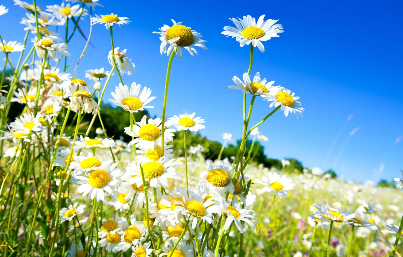 Photo wallpaper field, summer, chamomile