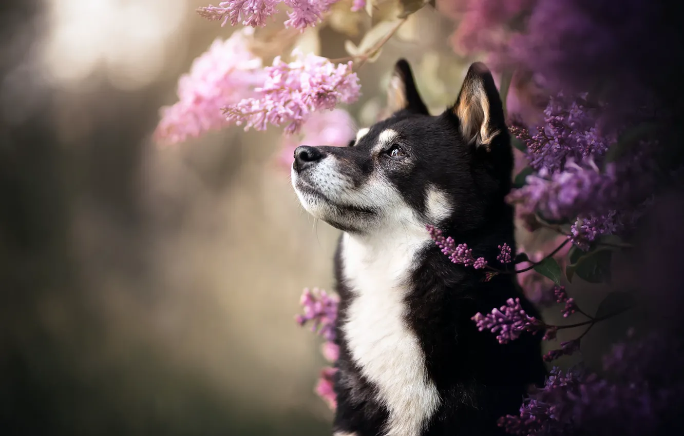 Photo wallpaper face, dog, husky, lilac, bokeh