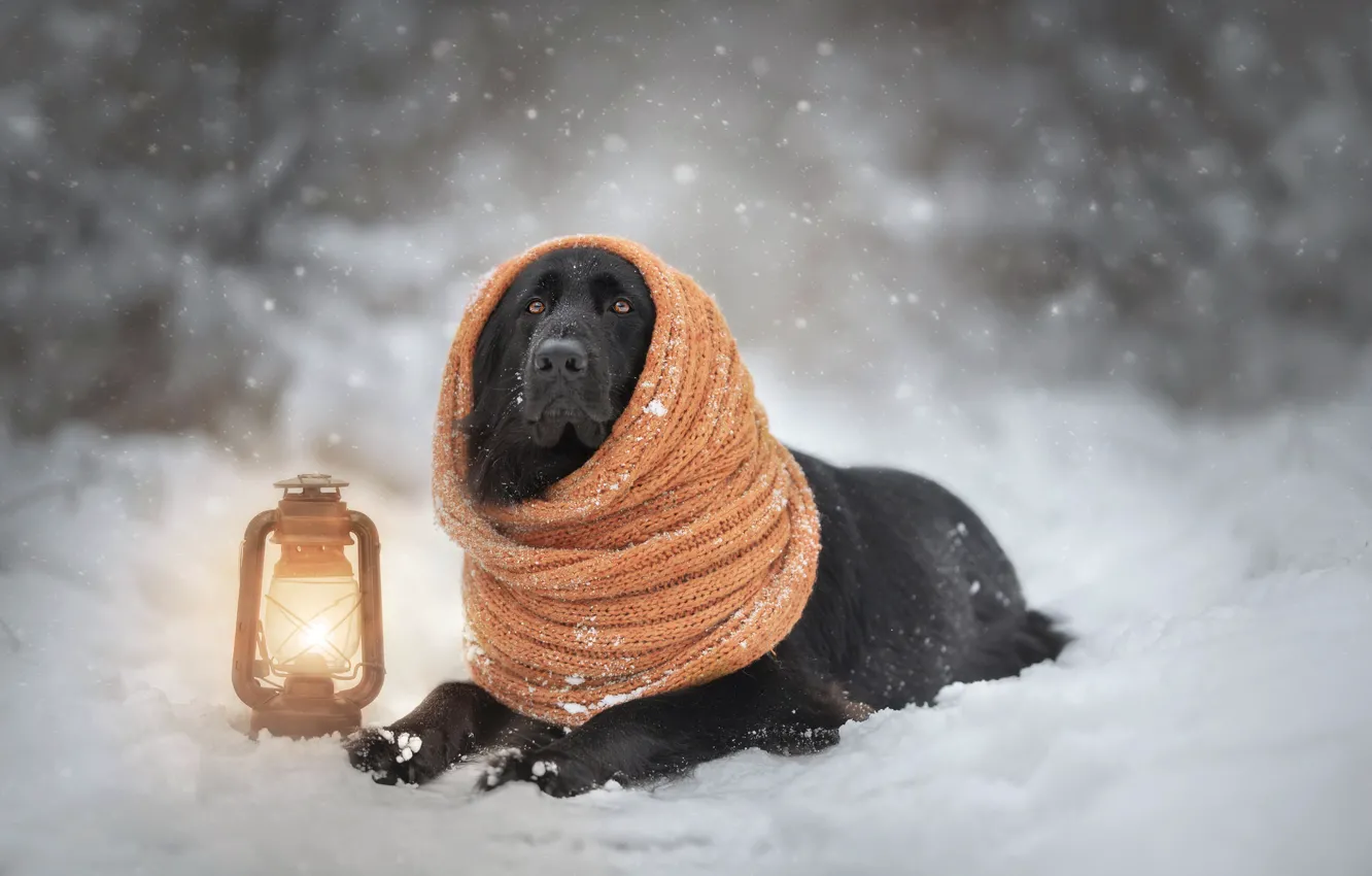 Photo wallpaper lamp, dog, scarf
