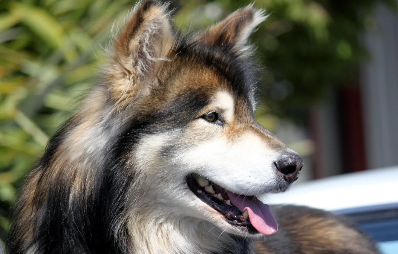 Photo wallpaper look, each, dog