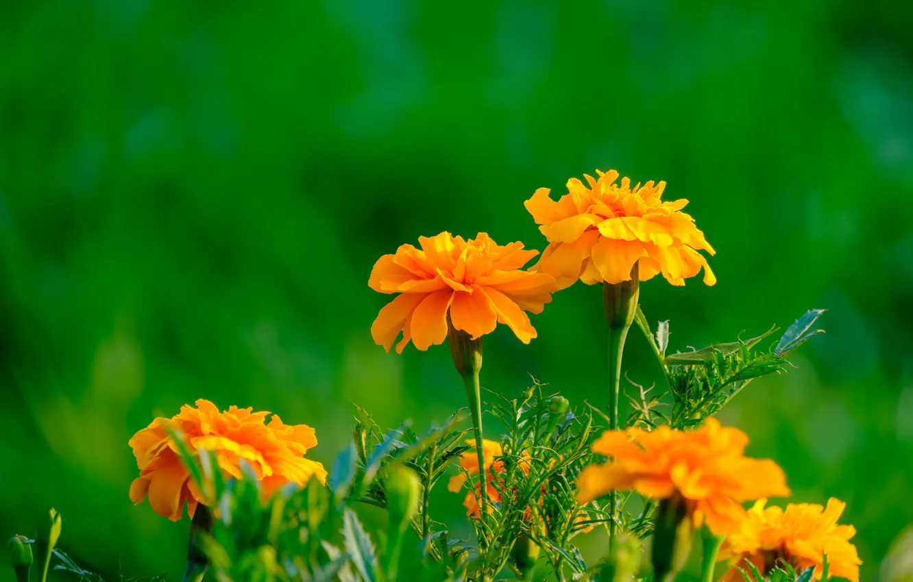 Photo wallpaper flowers, orange, garden, flowerbed, green background, marigolds