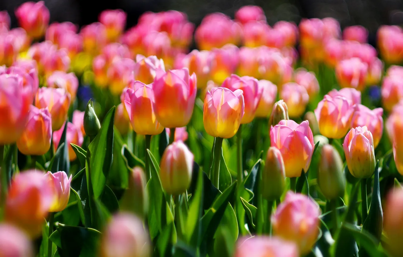 Photo wallpaper light, flowers, spring, tulips, pink, buds, flowerbed, a lot