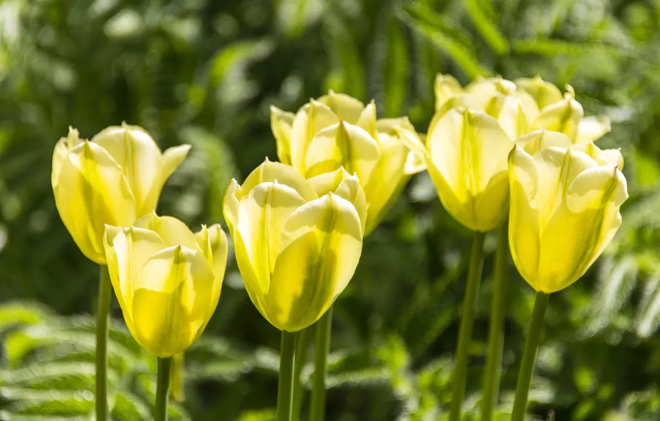 Photo wallpaper light, flowers, spring, yellow, garden, tulips, buds, flowerbed