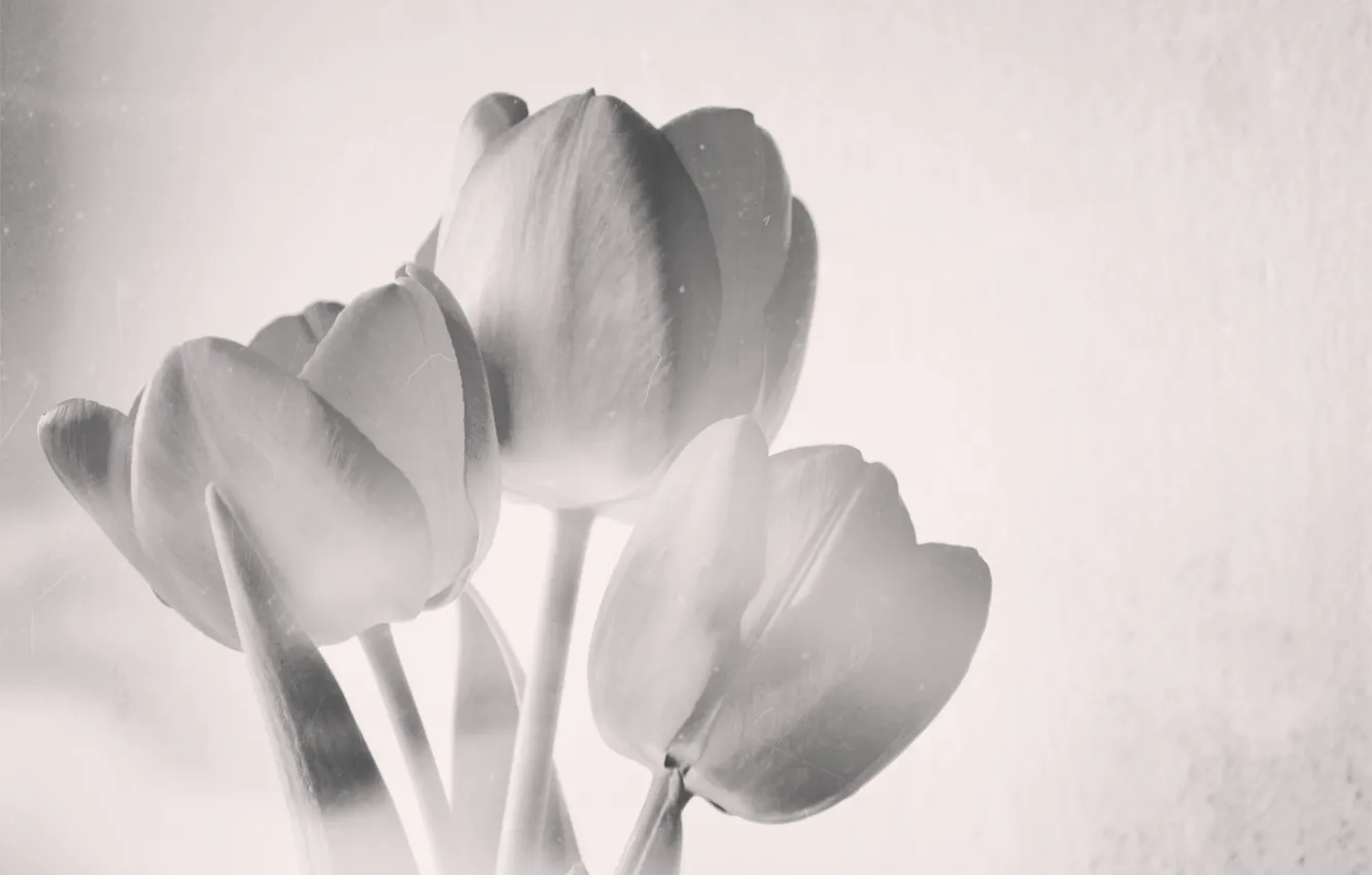Photo wallpaper black and white, spring, Tulips, unusual, first