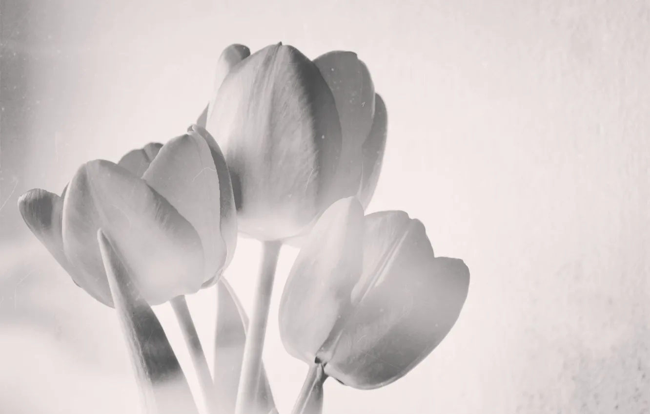 Photo wallpaper spring, unusual, tulips, black and white, first
