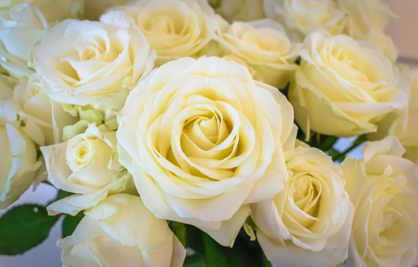 Photo wallpaper roses, bouquet, buds, white roses