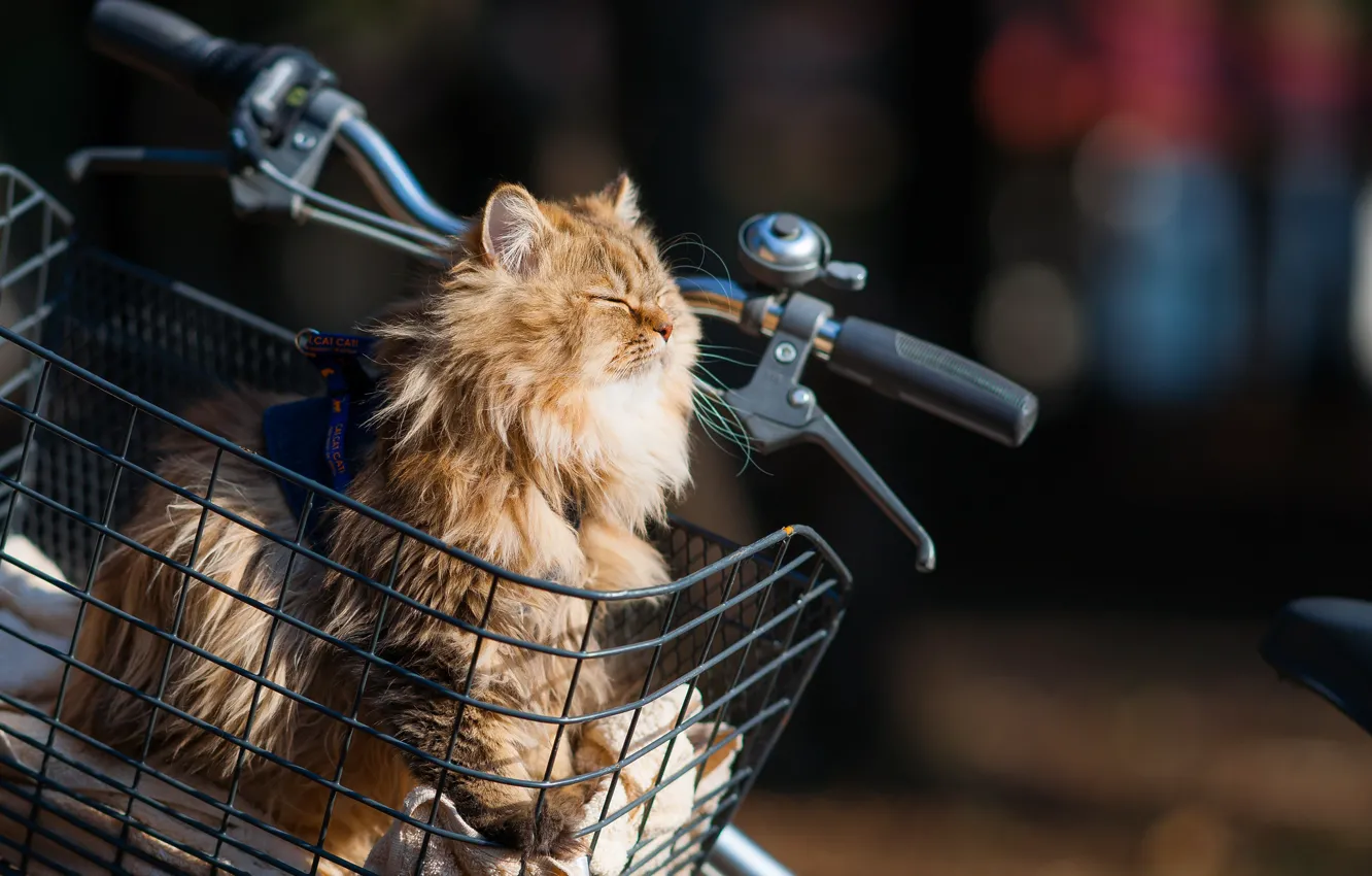 Photo wallpaper cat, the sun, bike, basket, Daisy, Ben Torode, torode, Benjamin