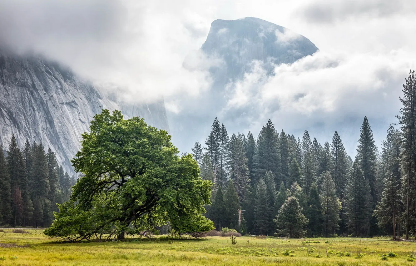 Photo wallpaper California, Yosemite Valley, Cook's Meadow