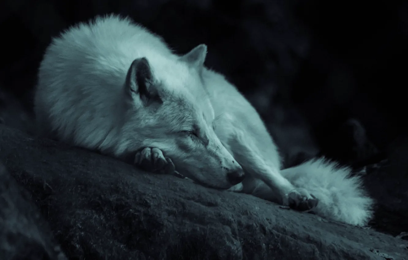Photo wallpaper dark, Predator, nature, animal, wolf, sleeping, wildlife, portrait
