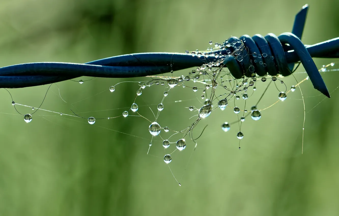 Photo wallpaper drops, macro, barbed wire