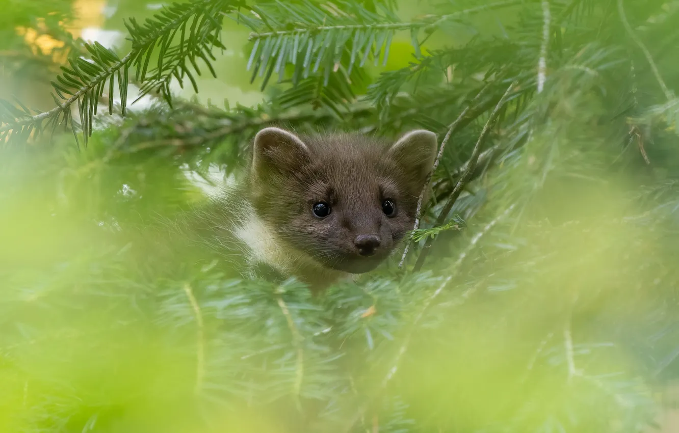 Photo wallpaper nature, background, portrait, face, bokeh, marten