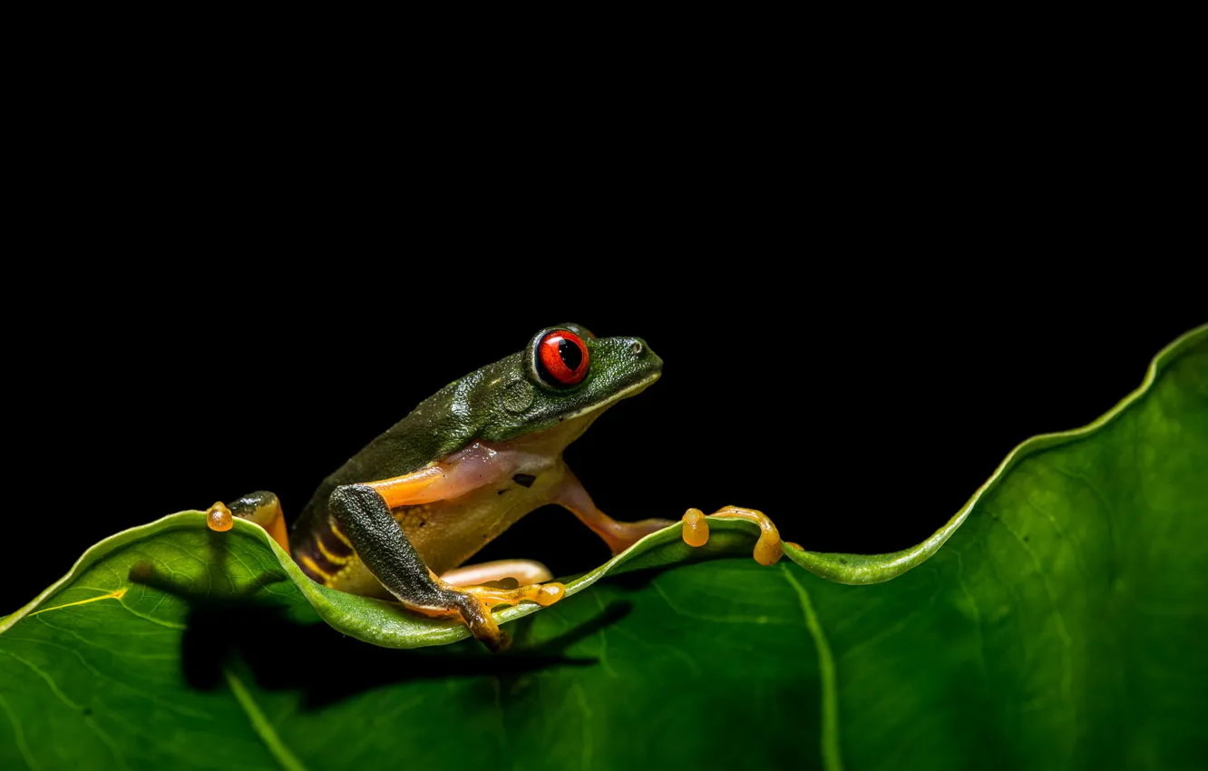 Photo wallpaper sheet, eyes, frog, wildlife