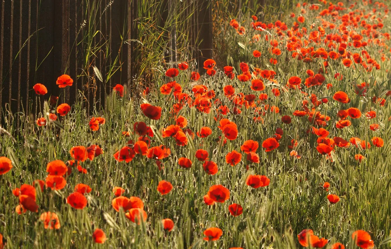 Photo wallpaper field, summer, flowers, red, the fence, Maki, meadow, poppy field