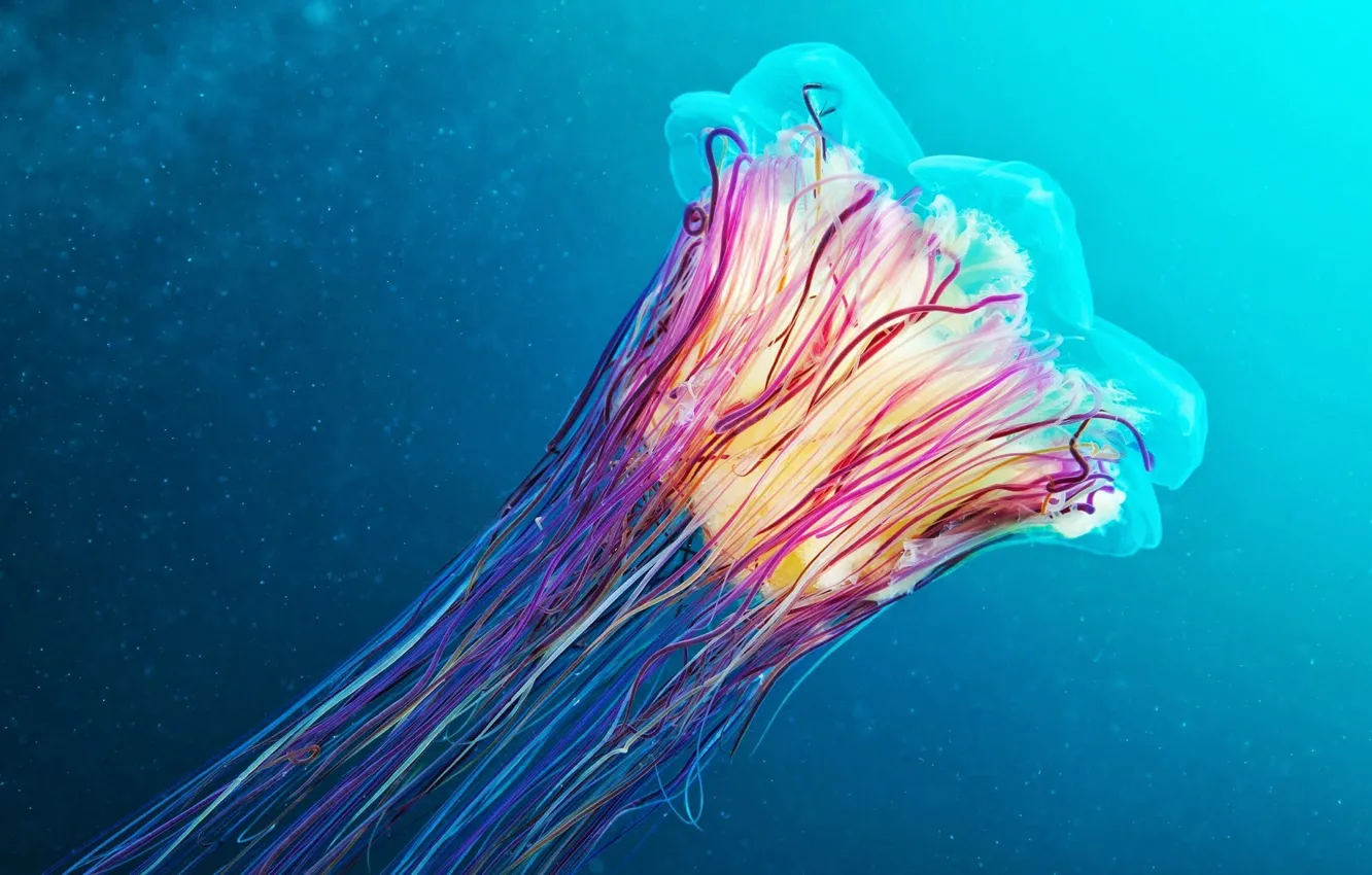 Photo wallpaper strip, color, jellyfish