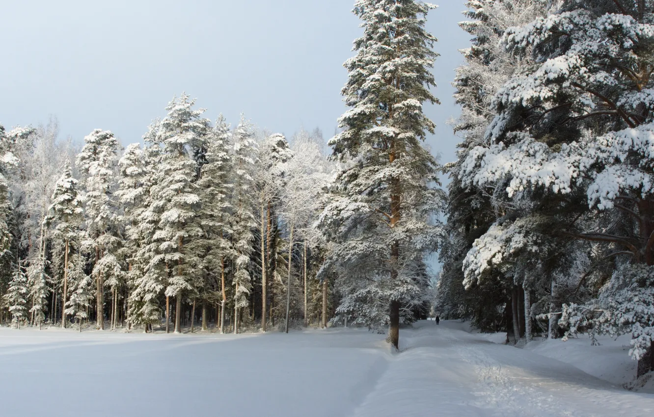 Photo wallpaper winter, forest, snow, trees, traces, nature, frost, track