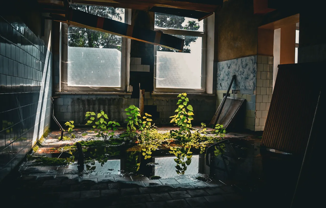 Photo wallpaper nature, tree, Years