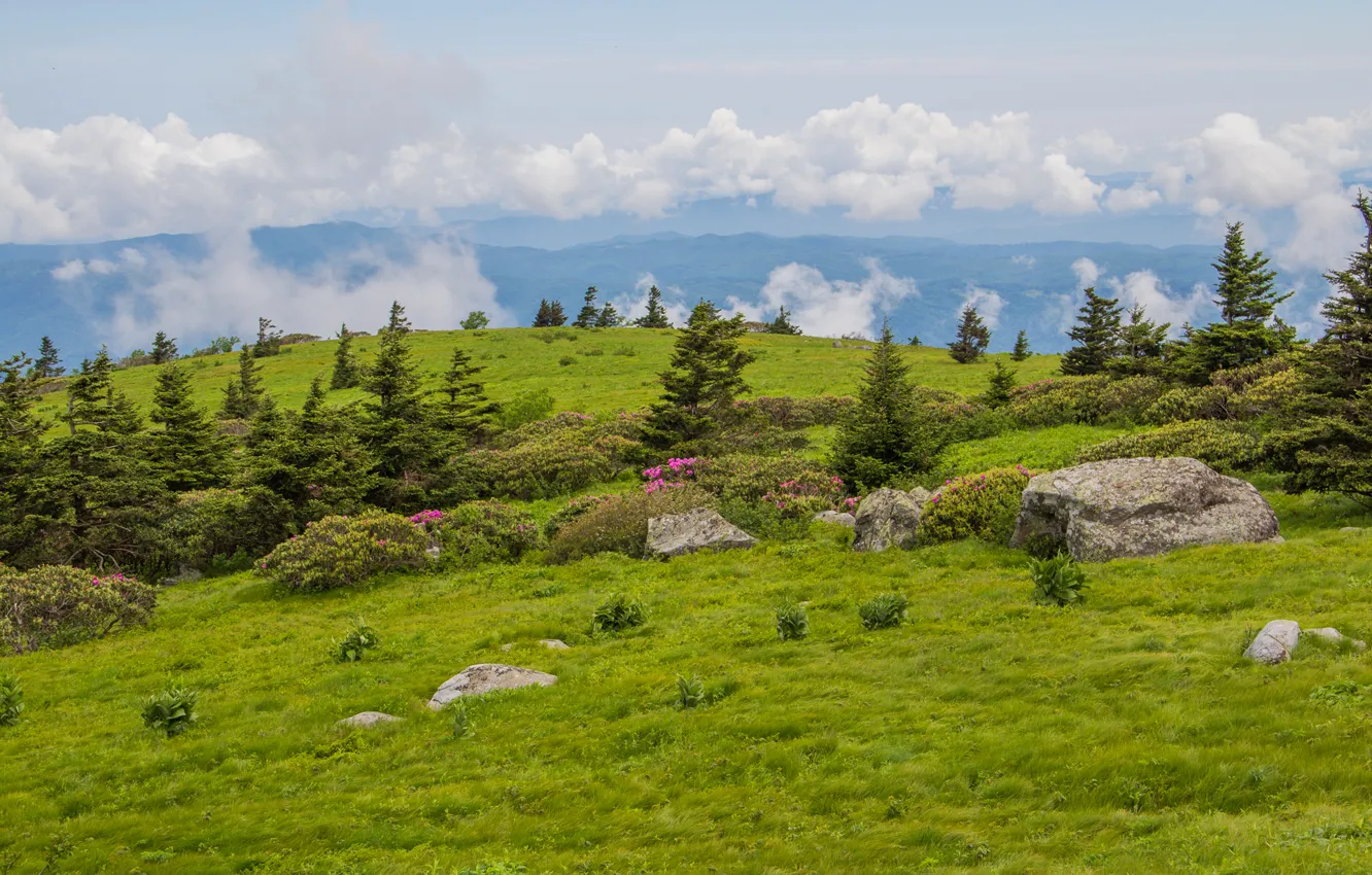 Photo wallpaper field, the sky, clouds, trees, flowers, mountains, stones, hills