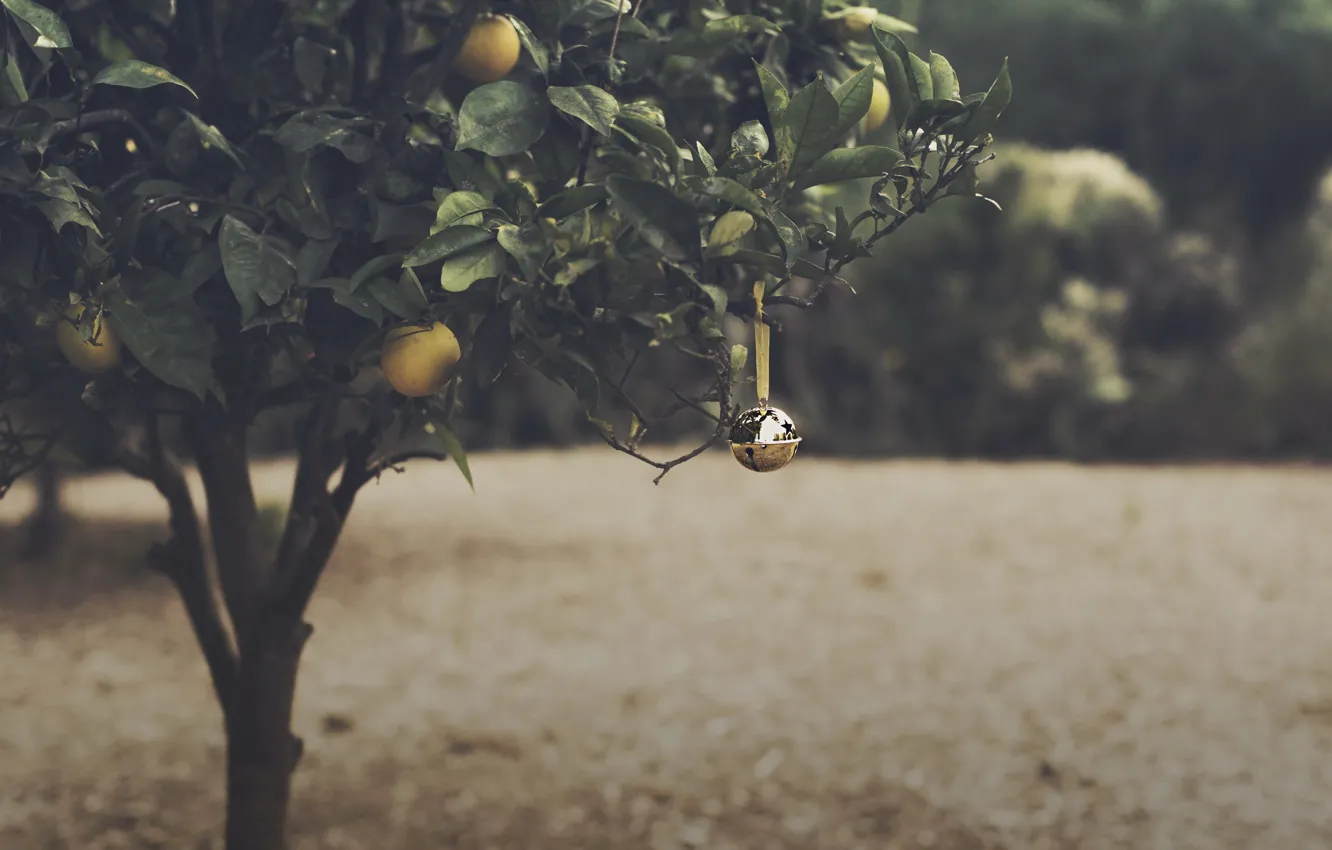 Photo wallpaper Christmas, Bell, Orange Grove
