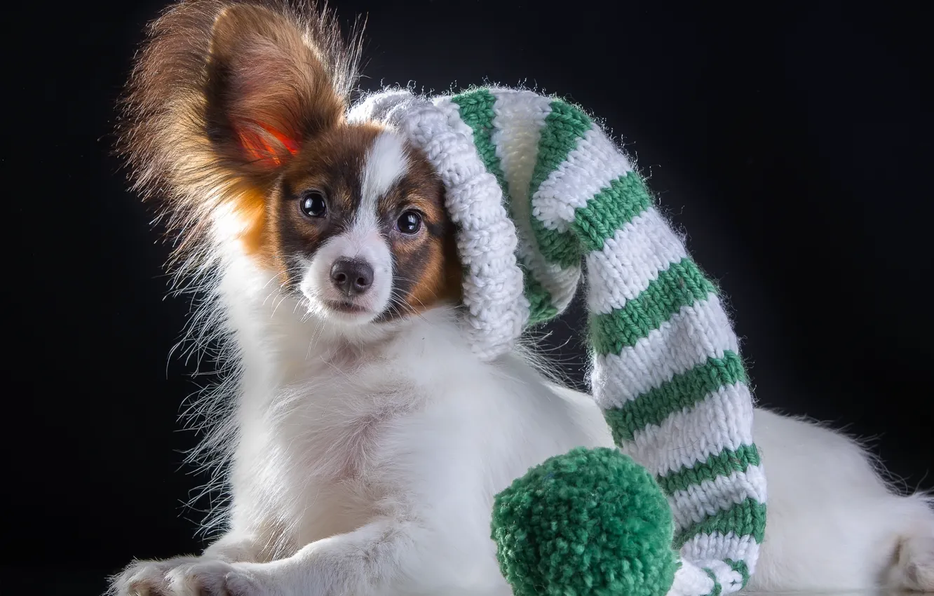 Photo wallpaper hat, breed, Papillon