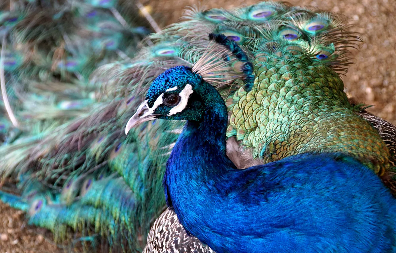 Photo wallpaper color, peacock, color, feathers
