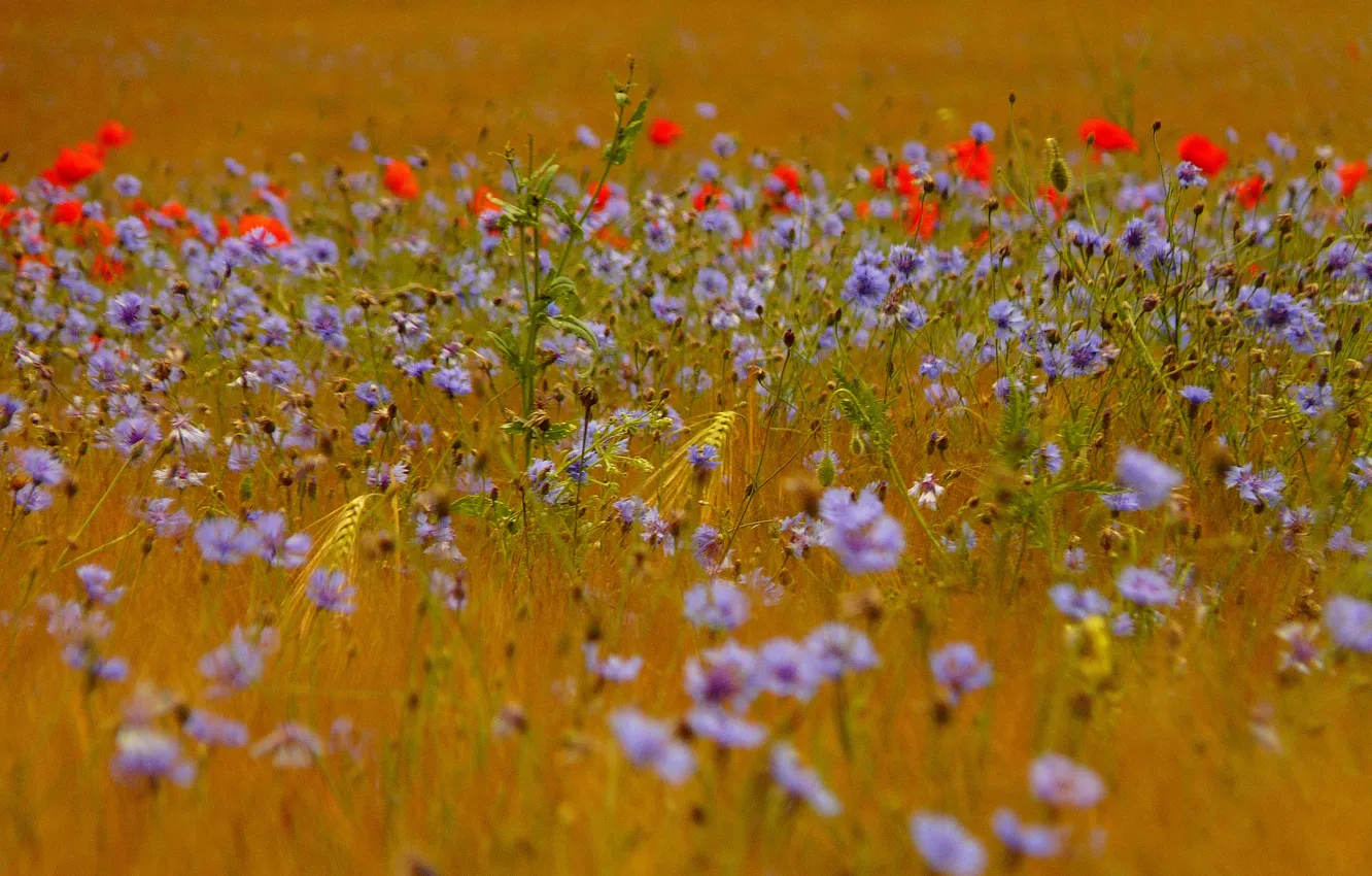 Photo wallpaper field, grass, flowers, Maki, ears, cornflowers
