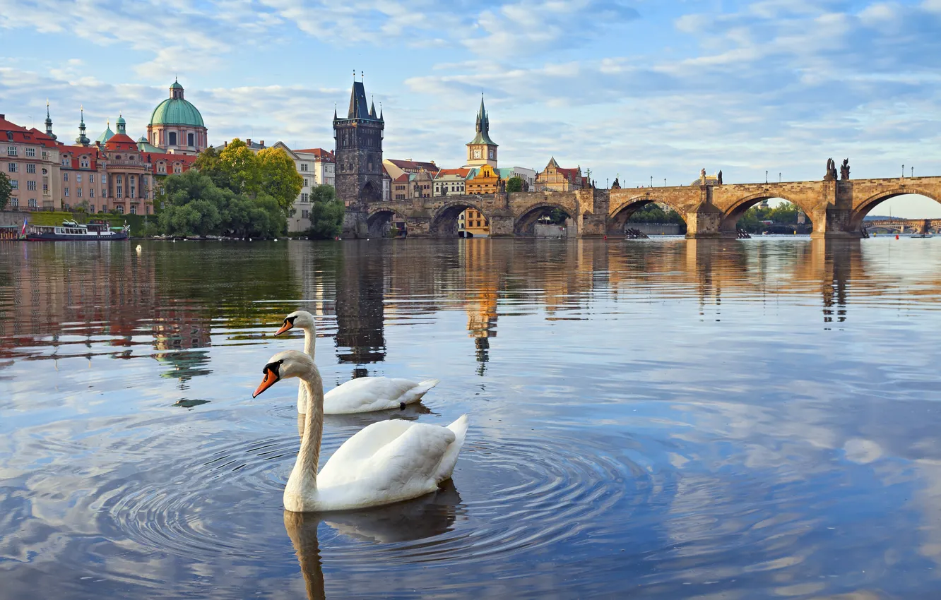 Photo wallpaper river, tower, home, Prague, Czech Republic, swans, Vltava, Charles bridge