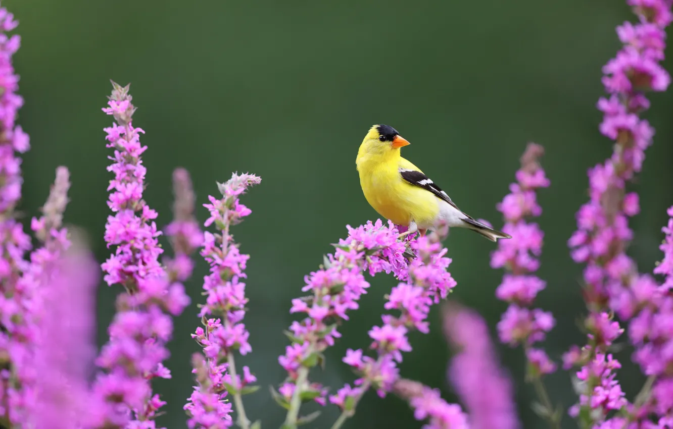 Photo wallpaper flowers, yellow, bird, pink, green background, goldfinch