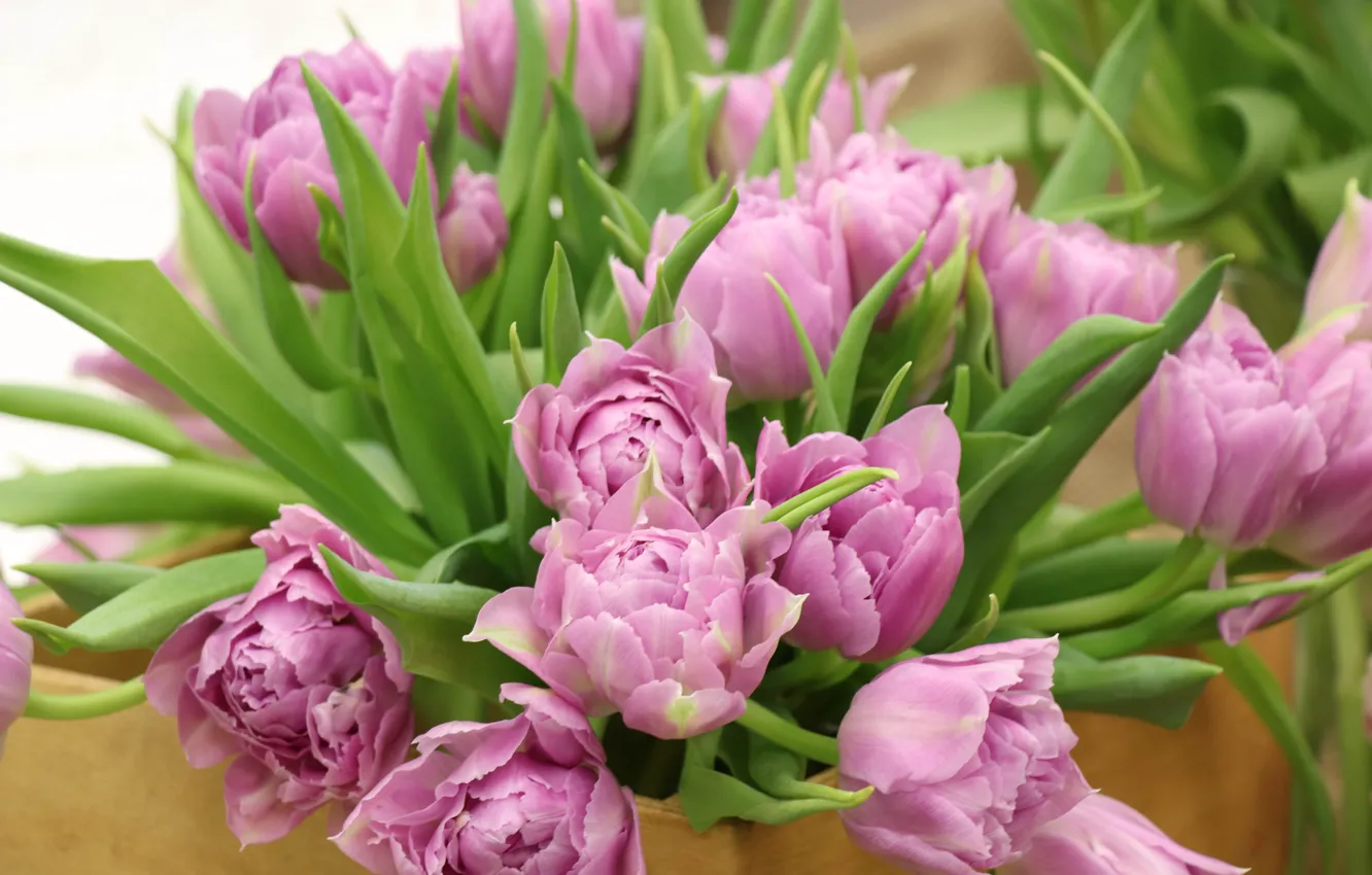 Photo wallpaper tulips, flower, pink, tulip, bouguet