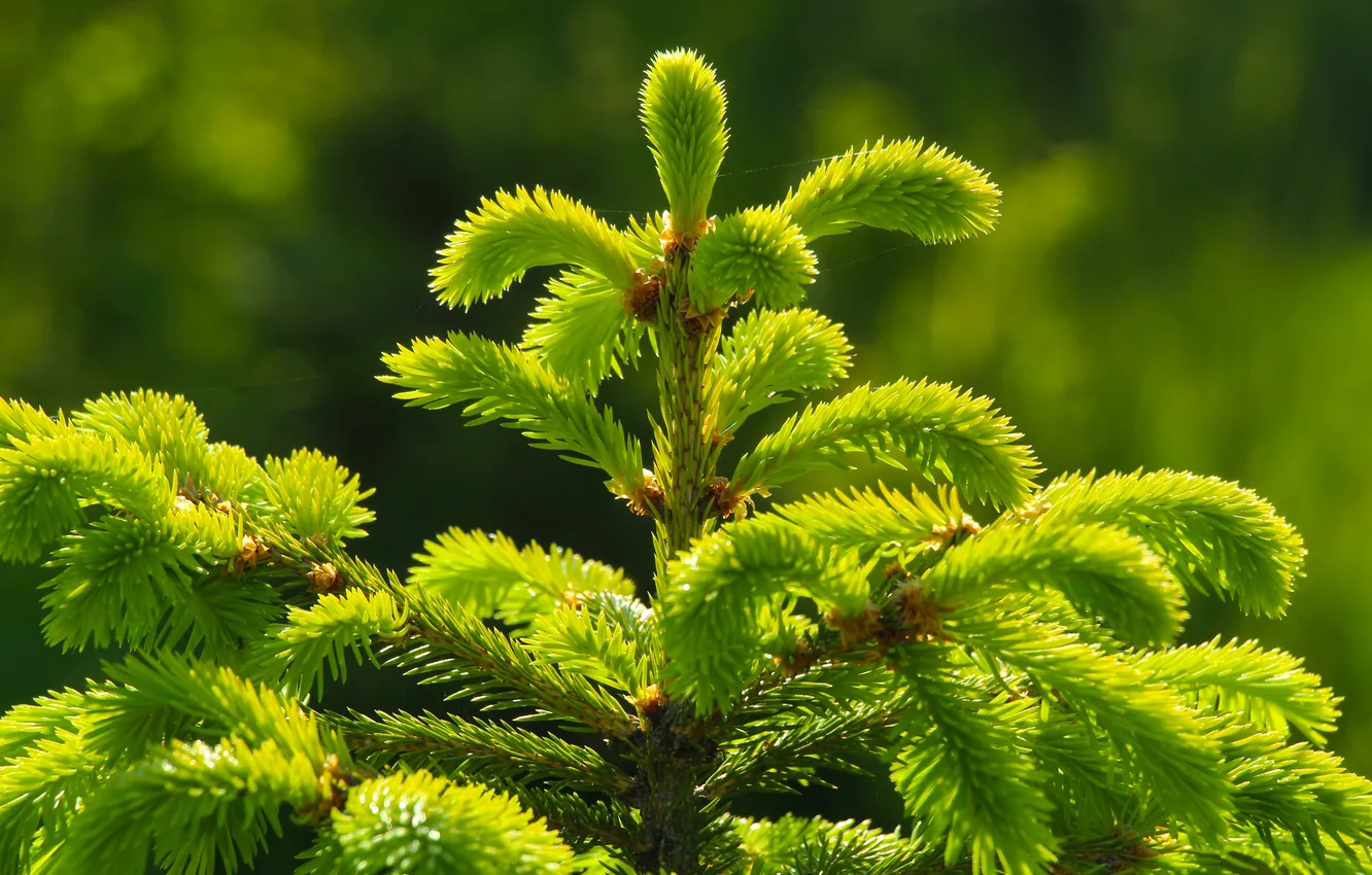 Photo wallpaper green, spruce, twig