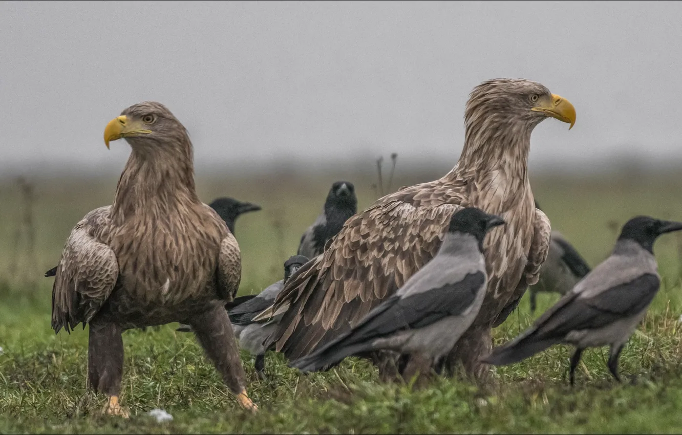 Photo wallpaper animal, bird, eagle, animals, birds, eagles