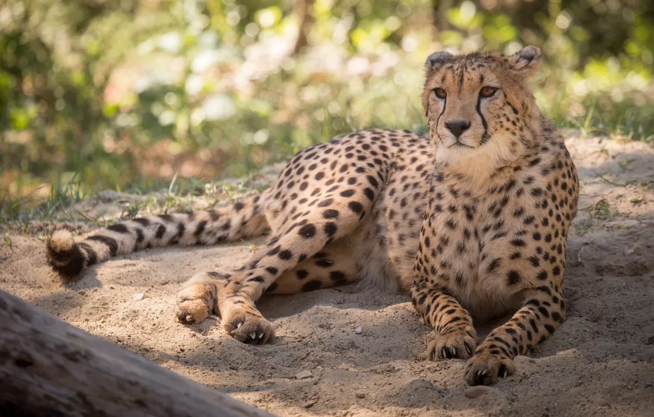Photo wallpaper sand, cat, stay, Cheetah