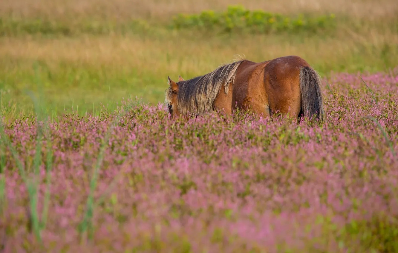 Photo wallpaper summer, grass, flowers, horse, horse, pasture, meadow, mane