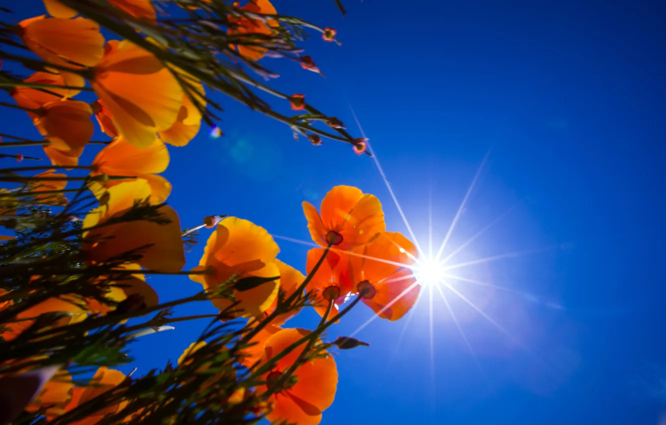 Photo wallpaper summer, the sky, flowers, orange, Estella