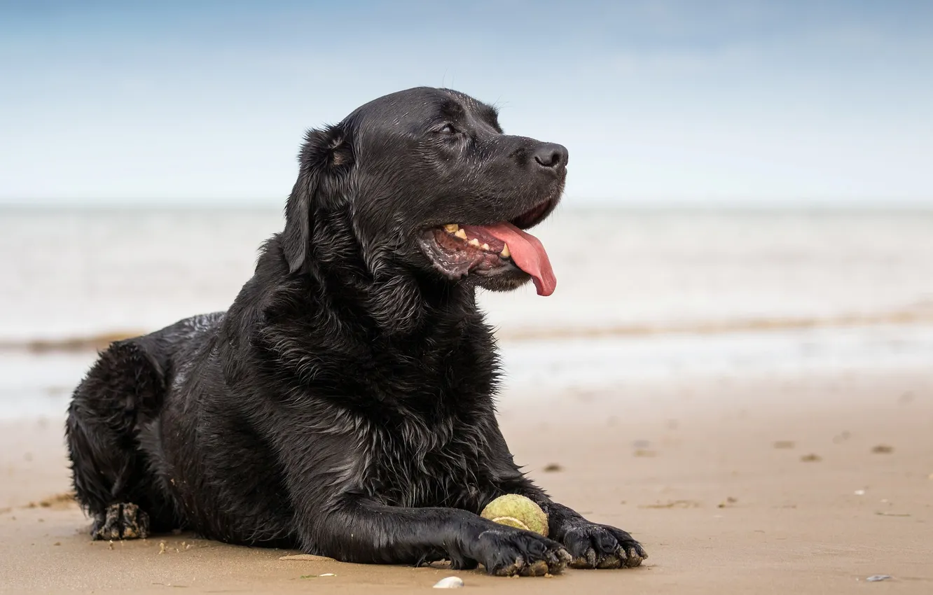 Photo wallpaper look, each, dog