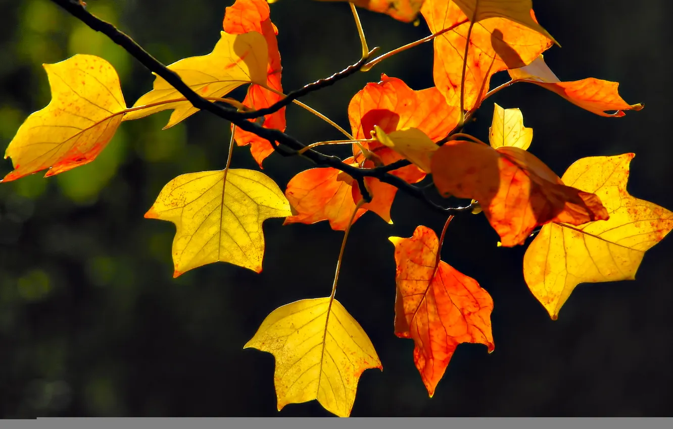 Photo wallpaper autumn, leaves, branches