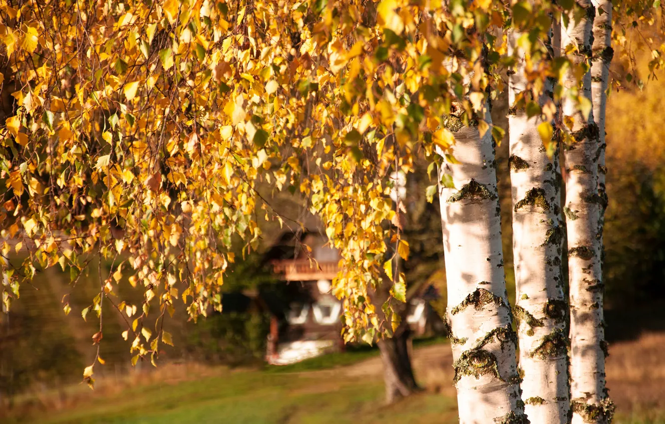 Photo wallpaper autumn, house, birch