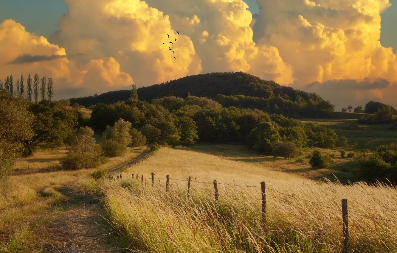 Photo wallpaper road, summer, landscape