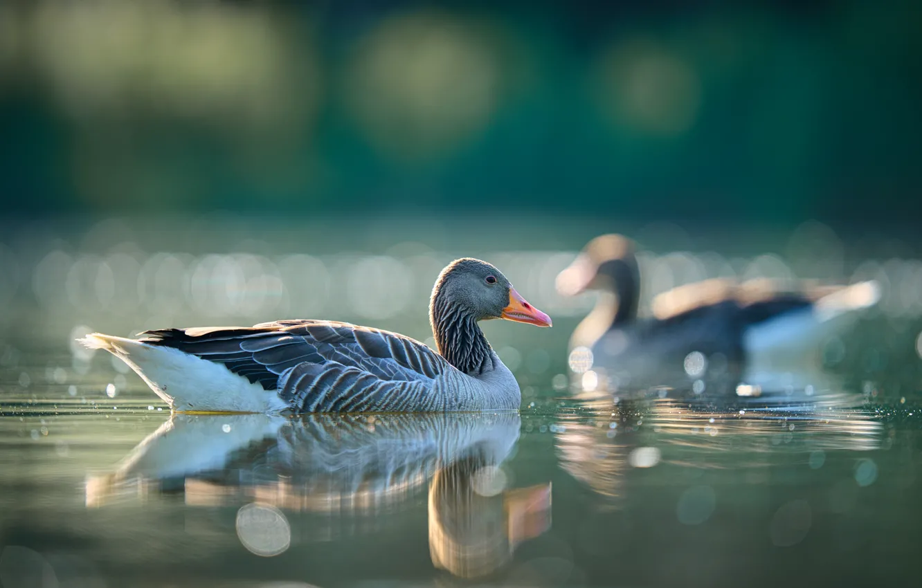 Photo wallpaper bird, light, grey, swimming, bokeh, pond, geese