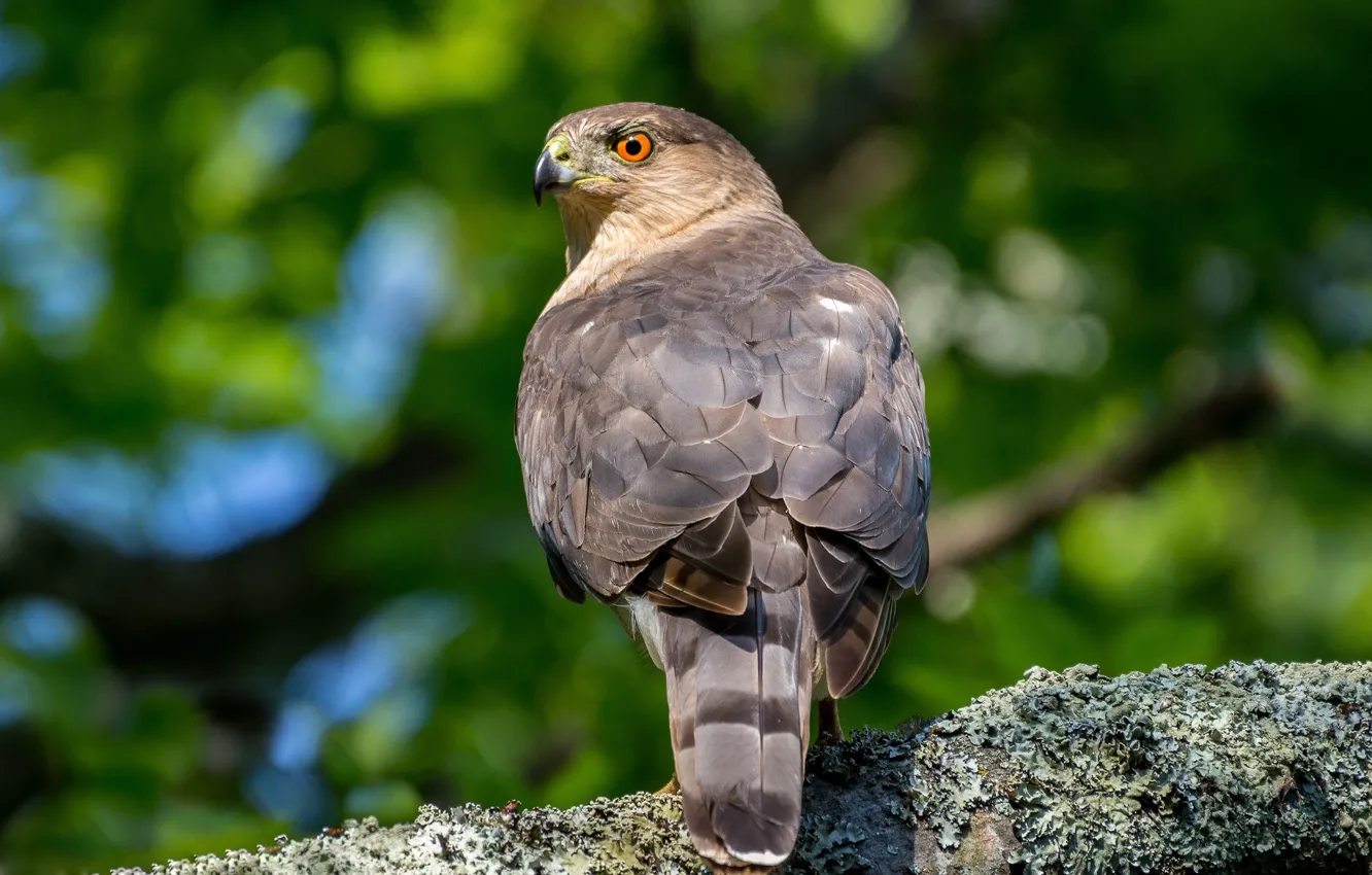 Photo wallpaper bird, predator, Hawk Cooper's