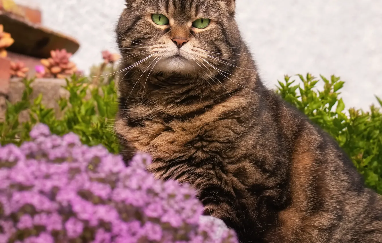 Photo wallpaper cat, cat, look, face, flowers, grey, portrait, garden