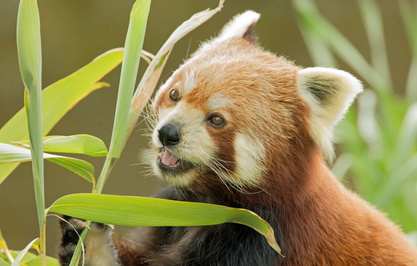 Photo wallpaper bamboo, face, Red Panda, Red Panda