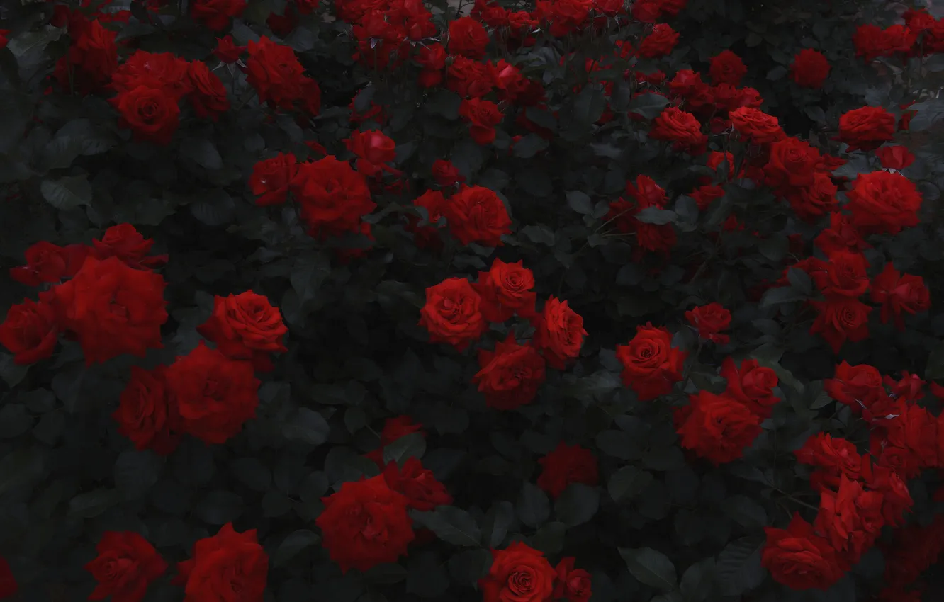 Photo wallpaper flowers, the bushes, red roses