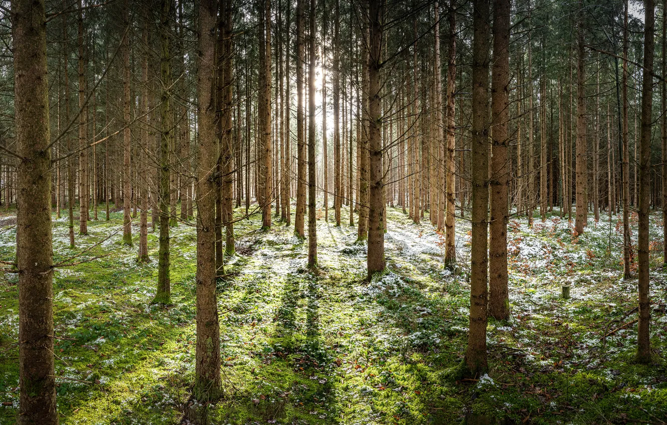 Photo wallpaper autumn, forest, grass, the sun, rays, light, snow, trees