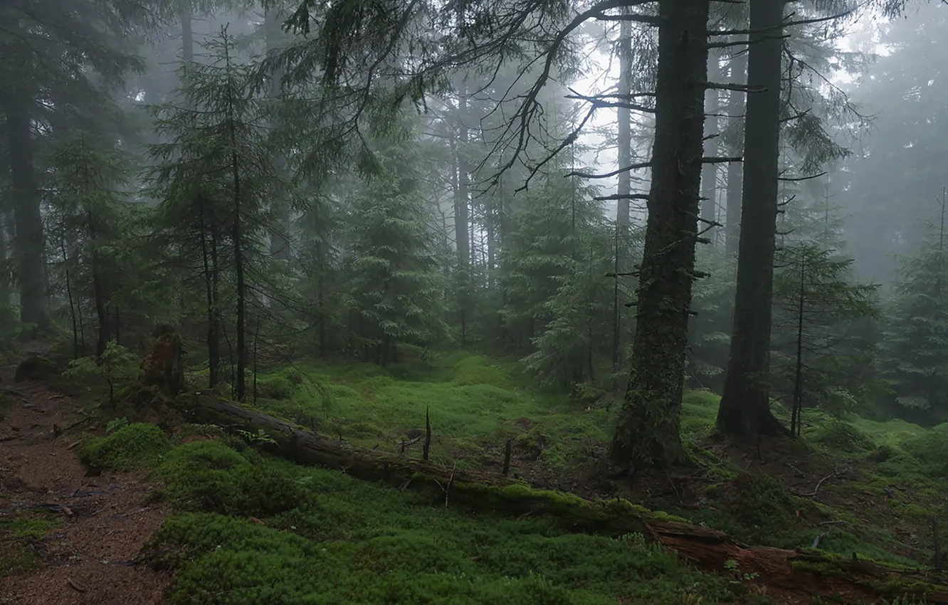 Photo wallpaper forest, trees, nature, fog, moss, path