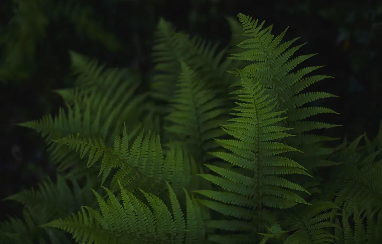 Photo wallpaper leaves, green, fern