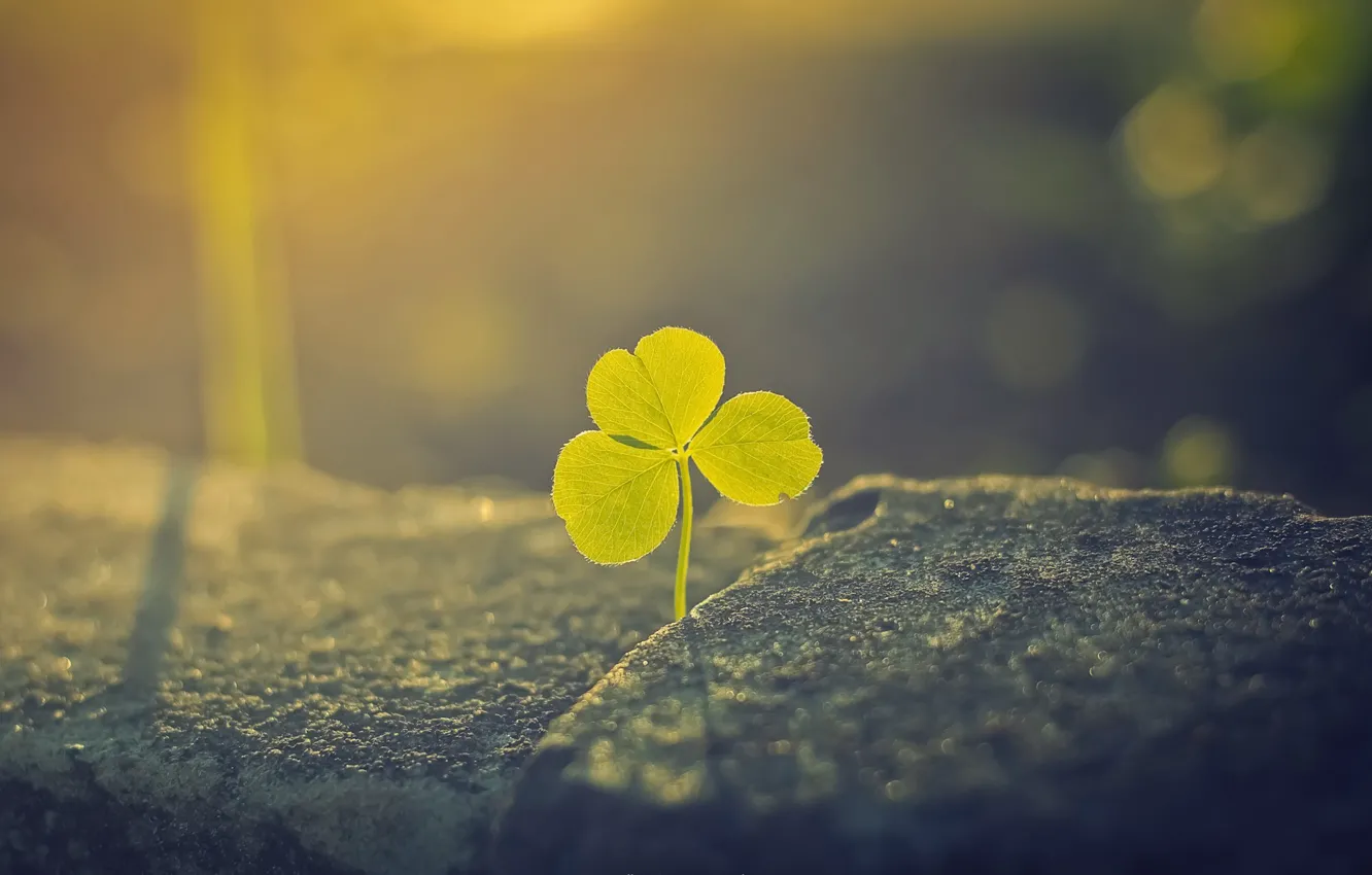 Photo wallpaper the sun, stones, leaf, clover
