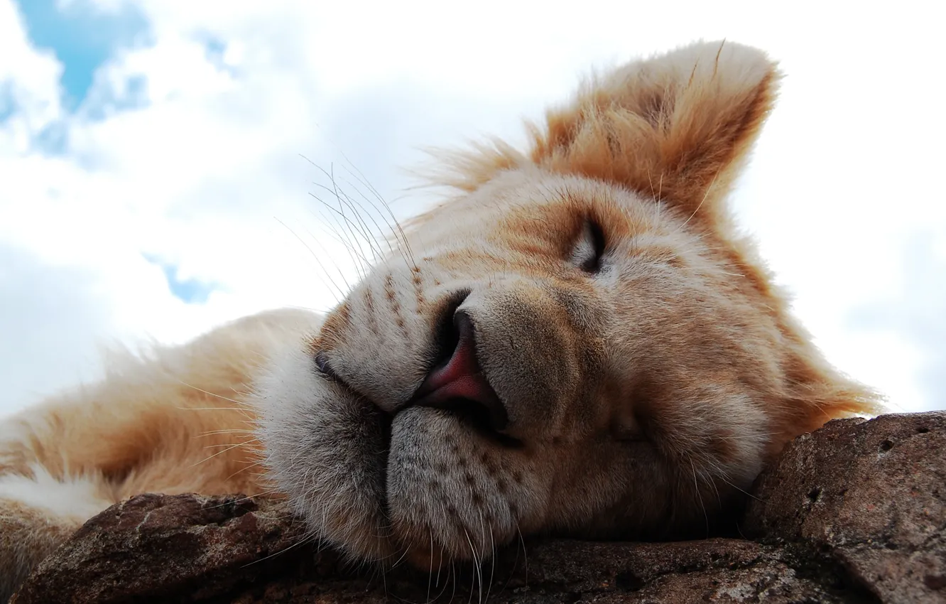 Photo wallpaper face, sleep, nose, tiger.lion