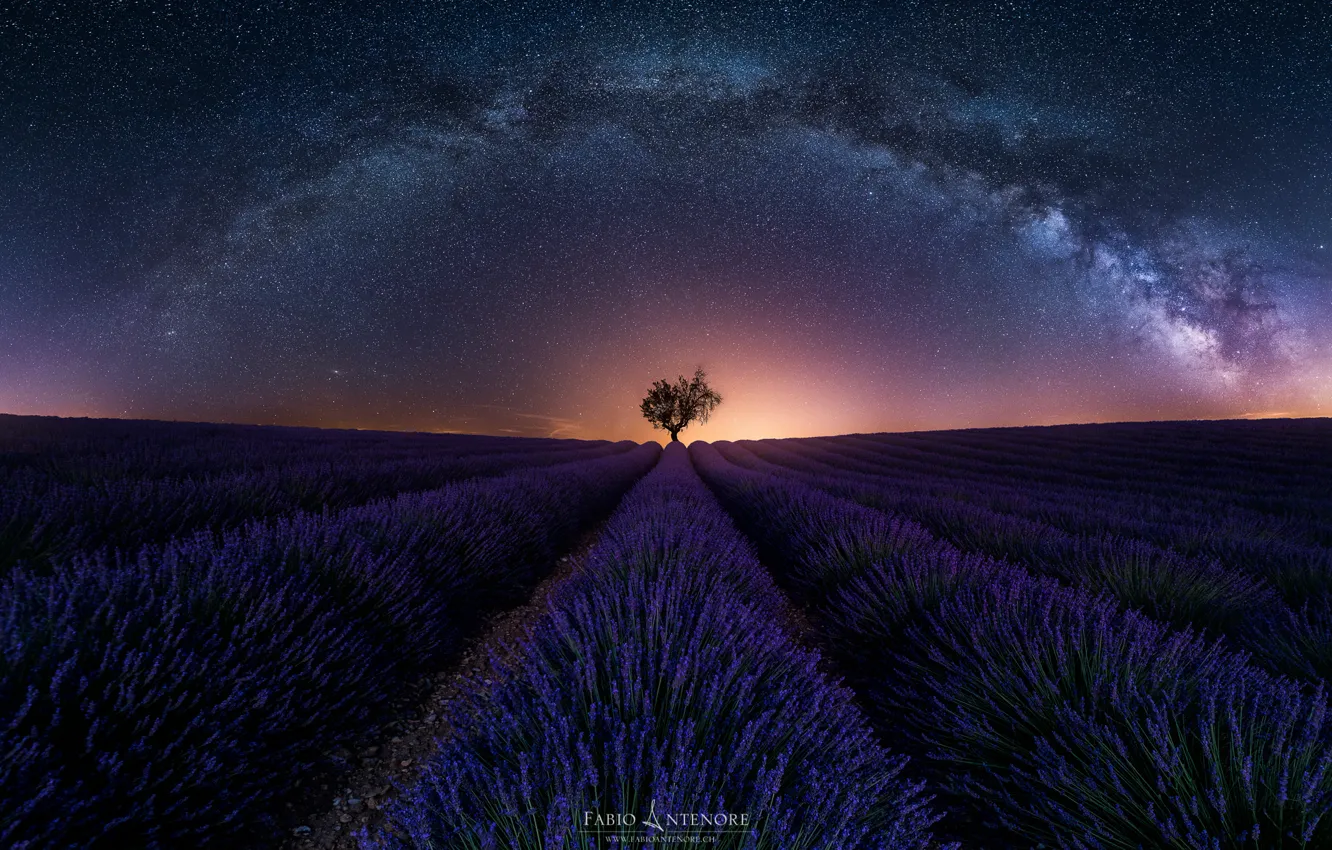 Photo wallpaper field, the sky, stars, night, tree, the evening, the milky way, lavender